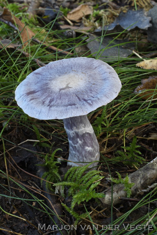 Kleinsporige lila gordijnzwam - Cortinarius acutispissipes
